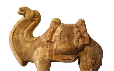 Fine Bactrian Camel